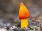 Feketedő nedűgomba (Hygrocybe conica), Budai-hegység